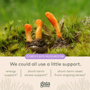 Gaia Herbs Jump Start - Helps Sustain Healthy Energy And Stress Levels - With Cordyceps, Schisandra, Rhodiola, And Licorice - 60 Vegan Liquid Phyto-Capsules (30-Day Supply)