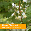 Herb Pharm Vein Health Liquid Herbal Formula For Cardiovascular And Circulatory System Support, 1 Fl Oz