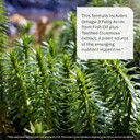 Irwin Naturals Ginkgo Smart Powerful Nootropic Brain Booster - Supports Maximum Memory, Focus & Mental Clarity With Dmae, Clubmoss, Choline & Acetyl L-Carnitine - 120 Liquid Softgels