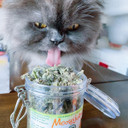 Meowijuana | Dried Premium Catnip Buds | Organic | High Potency Cat Treats | Perfect For Cat Toys | Grown In The Usa | Feline And Cat Lover Approved