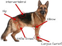 Extend Joint Care For Dogs