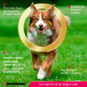 Wild Alaskan Salmon Oil For Dogs, Cats, Ferrets: Unscented Anti-Itch Skin And Coat Supplement With Omega-3 Vitamins - Liquid Fish Allergy Relief Pump On Food - Kitten Supplies & Accessories Stuff