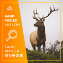 Gigil Treat You Pet Like A King - 100% Natural Deer Split Antlers For Medium Dogs - Premium Elk Antlers - Long Lasting Dog Chew Toy - Naturally Shed And Organic Antlers For Dogs - Size M