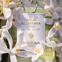 GUERLAIN Aqua Allegoria Harvest Nerolia Vetiver Eau De Toilette Spray, 4.2 Ounce (Unisex)