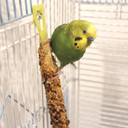 Vitakraft Crunch Sticks Parakeet Treat - Honey, Egg, And Apple- Pet Bird Treat Toy - Multi Variety Pack Of 12 Sticksã¢Â
