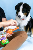 Nylabone Strong Chew Sneaky Snacker Treat Toy For Dogs, Interactive Dog Enrichment Chew Toys, Bacon Flavor, Large/Giant - Up To 50 Lbs. (1 Count)