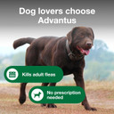 Advantus Dog Advantus Chewable Flea Treatment For Dogs 23 - 110 Lbs. | 30 Ct