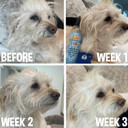Bodhi Dog Tear Stain Remover | Removes Dog & Cats Tears, Saliva & Mucus Stains | Safe Gentle Solution For Fur And Delicate Coats | Made In Usa, 8Oz