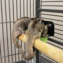 Nectar Pods Holder - Durable Cage Accessory For Nectar Pods - Sugar Gliders, Marmosets, Squirrels, Parrots, Cockatiels, Parakeets, Lovebirds, Birds, Hamsters, Day Geckos, Kinkajous & Other Small Pets