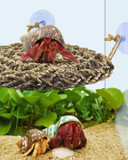 Katumo Reptile Hammock Hermit Crab Climbing Toy Bearded Dragon Lounger Lizard Terrarium Grass Hammock For Lizard Chameleon Gecko Hermit Crab Snake Hamster Parrot Small Pets