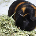 Vitakraft Small Animal Timothy Hay For Guinea Pigs, Rabbits, And Chinchillas - 3.5 Lbs