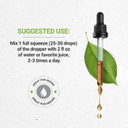 Secrets Of The Tribe Cryptolepis Tincture Alcohol-Free Extract, High-Potency Herbal Drops, Tincture Made From Wildcrafted Cryptolepis Sanguinolenta 4 Oz