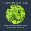 Rishi Tea Valerian Dream Herbal Tea | Usda Organic Direct Trade Sachet Tea Bags, Certified Kosher, Sleep Friendly, Caffeine Free Calming Botanical Blend With Valerian Root | 50 Count (Pack Of 1)