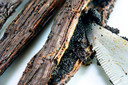 10 Burundi Vanilla Beans Whole Grade A Vanilla Pods For Homemade Vanilla Extract, Baking, Ice Cream, Flavoring, & Vanilla Powder