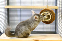 Coco Cuttle - Interactive Natural Calcium Supplement Chew Toy - Sugar Gliders, Chinchillas, Squirrels, Prairie Dogs, Degus, Opossums, Parrots, Birds, Rats, Rabbits, Hamsters, Guinea Pigs