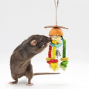 Premium Cage Enhancement Set - Interactive Climbing Foraging Swing Perch Platform Cage Accessory Toys - For Sugar Gliders, Rats, Ferrets, Hamsters, Squirrels, Parrots, Birds, Marmosets, Degus, Monkeys