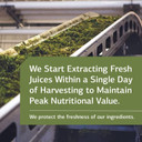 Standard Process Thymex - Whole Food Cholesterol, Thymus Supplement And Immune Support Supplement With Vitamin C, Magnesium Citrate, And Calcium Lactate - Gluten Free - 90 Tablets