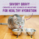 Stella & Chewyã¢ÂS Carnivore Cravings Morsels & Gravy Salmon & Mackerel Recipe Wet Cat Food Pouches ÃÂ (2.8 Ounce Pouch, Case Of 12)