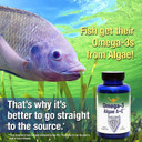 Omega-3 Algae A+E Plant Based Dha & Epa Fatty Acids - Alternative To Fish Oil - Plus Vitamin A And E - Supports Heart, Brain, Joint Health - From Dr. Carolyn Dean