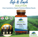 Green Tea Capsules - 90 Kosher Vegan Caps With 450Mg Organic Full Spectrum And Pure Green Tea Extract