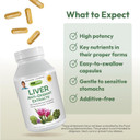 Andrew Lessman Liver Anti-Oxidant Extracts 30 Capsules  Supports The Hard-Working Tissues Of The Liver, Promotes Optimum Liver Health & Function, With Milk Thistle, Turmeric And Artichoke Extracts