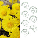 Rausch Anti-Dandruff Shampoo With Coltsfoot 200Ml