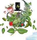 DIPTYQUE Eau De Minthé Eau De Parfum 75ml