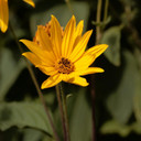 Martina Gebhardt Summer Time Cream Summer Time Cream 50 ml