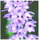 Elixirs & Co - Unitaire Bach Flowers Elixir - Heather No. 15 - Les Fleurs de Bach - Natural Remedy - Well-Being - Vegan - Organic - 100% Natural - Made in France - 10 ml