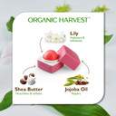 Organic Harvest Lily Flavour Pink Lip Balm With Benefits of Olive Oil, Jojoba Oil & Shea Butter | Kids/Girls Lip Care for Dry & Chapped Lips | 100% Organic, Paraben & Sulphate Free Lip Gloss - 10 gm