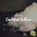 Freshly Fermented  Organic & Vegan Ginger Beer Starter Culture, Ginger Beer Plant Style