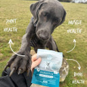 Blue Pet Co - GoActive Joint & Muscle Supplement for Dogs - Promotes Flexibility, Mobility & Bone Health - Enriched with Seaweed Extract PhyCoidan - With Peanut Butter - 10 Chews