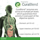 CURA NUTRITION CURAZYME Vital (90 Capsules) Digestive Enzymes Supplement for Gut Health Support, Basic Digest Formula for Bloating, Heartburn, Digestion Relief, Ideal for Sensitive Stomachs, Vegan