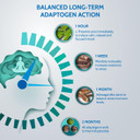 Health4All Load Off Adaptogen Complex 120 Capsules 2 Months Supply, Ashwagandha, Rhodiola Rosea & L-Theanine, Anxiety and Stress Support Supplement, Vegan Capsules (not Tablets) | Made in UK