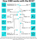 Pureis CBD Oil, Ultra Pure, Fast Absorbing - Unflavoured Oral Drops CBD Supplement - 560mg = 20mg of CBD per use - 0% THC, Non-Addictive, Vegan, Gluten-Free - 10ml