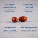 Efamol Active Memory - 30 Fish Oil Capsules | Fish Oil Omega 3 Brain Supplement & Gingko Biloba Memory Support Capsules | DHA Supports Normal Brain Function | Cognitive Function Maintenance