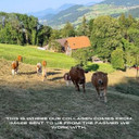 APE Nutrition Collagen Powder Peptides - Type 1 & 3 Bovine Collagen Protein, 100% Grass-Fed & Finished, Ancestral Supplement UK, Unflavoured, Improves Hair Skin & Nail Health