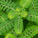 Rio Trading Quebra Pedra 500mg 90 vegicaps