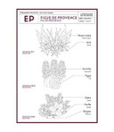 Compagnie De Provence Savon De Marseille Extra Pure Liquid Soap - Fig Of Provence - 10 Fl Oz Plastic Pump Bottle