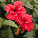 Hibiscus Tea Bags 30 Caffeine-Free Herbal Tea Bags With All-Natural Vitamins & Minerals By Zokiva