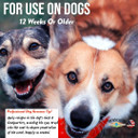 Bath & Brush Therapies® Pet Cologne Cinnamon Nice For Dogs 12.5 Oz | Long-Lasting Odor Eliminator | Paraben-Free | Biodegradable & Non-Toxic | Made In Usa