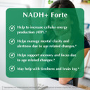 Nadh+ - High Potency Cellular Energy Booster - Supports Mental Clarity, Focus & Cognitive Health - 100% Vegan Formula (30 Capsules)