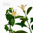 Voesh Exfoliating Sugar Scrub & Body Wash With Plant-Derived Ahas & Vegan Probiotics - Neroli & Patchouli