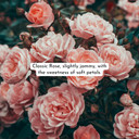 Herb & Root Lily Of The Valley Perfume For Women Oil Roll On | Light, Fresh Muguet Fragrance | Long-Lasting, Clean, Alcohol-Free Scent