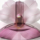 Calvin Klein Euphoria Eau De Toilette  Women'S Gourmand Perfume  With Notes Of Sparkling Plum, Orchid Accord & Warm Vanilla  Luxury Perfumes For Women  Long Lasting Fragrance