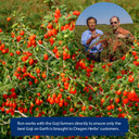 Dragon Herbs Heaven Mountain Goji Berries 8 Oz. (227G), Moist, Fight Stress, Gain Strength, Eye Vision Tonic, All Natural Ingredients