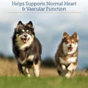 Rx Vitamins Formula Cv For Dogs & Cats - Cat And Dog Heart Health - Feline & Canine Cardiac Support - 90 Ct