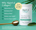 Algaecal Collagen - 4 Clinically-Supported Peptides Verisol®, Fortigel®, Uc-Ii®, Fortibone®, Anti-Aging Hydrolyzed Collagen Powder, 60 Servings, Made In Usa