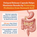 Naturecity True-Life-Pb Shelf Stable Blend Prebiotics And Probiotics For Women And Men - Digestive Gut Health Supplements For Women And Men - Dairy Free - (60 Veggie Capsules)