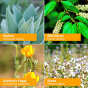 Herb Pharm Kids Certified-Organic Alcohol-Free Cough Crusader Liquid Herbal Formula, Wild Cherry, 1 Fl Oz